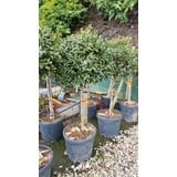 Ilex aquifolium 'Nellie R Stevens' <span class="hidden specialOffer"></span> 18-20 EHS